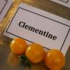 200804 bally, Demo, Food, tomatoes 048