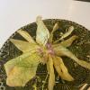 6 Week Sustainable Food Programme